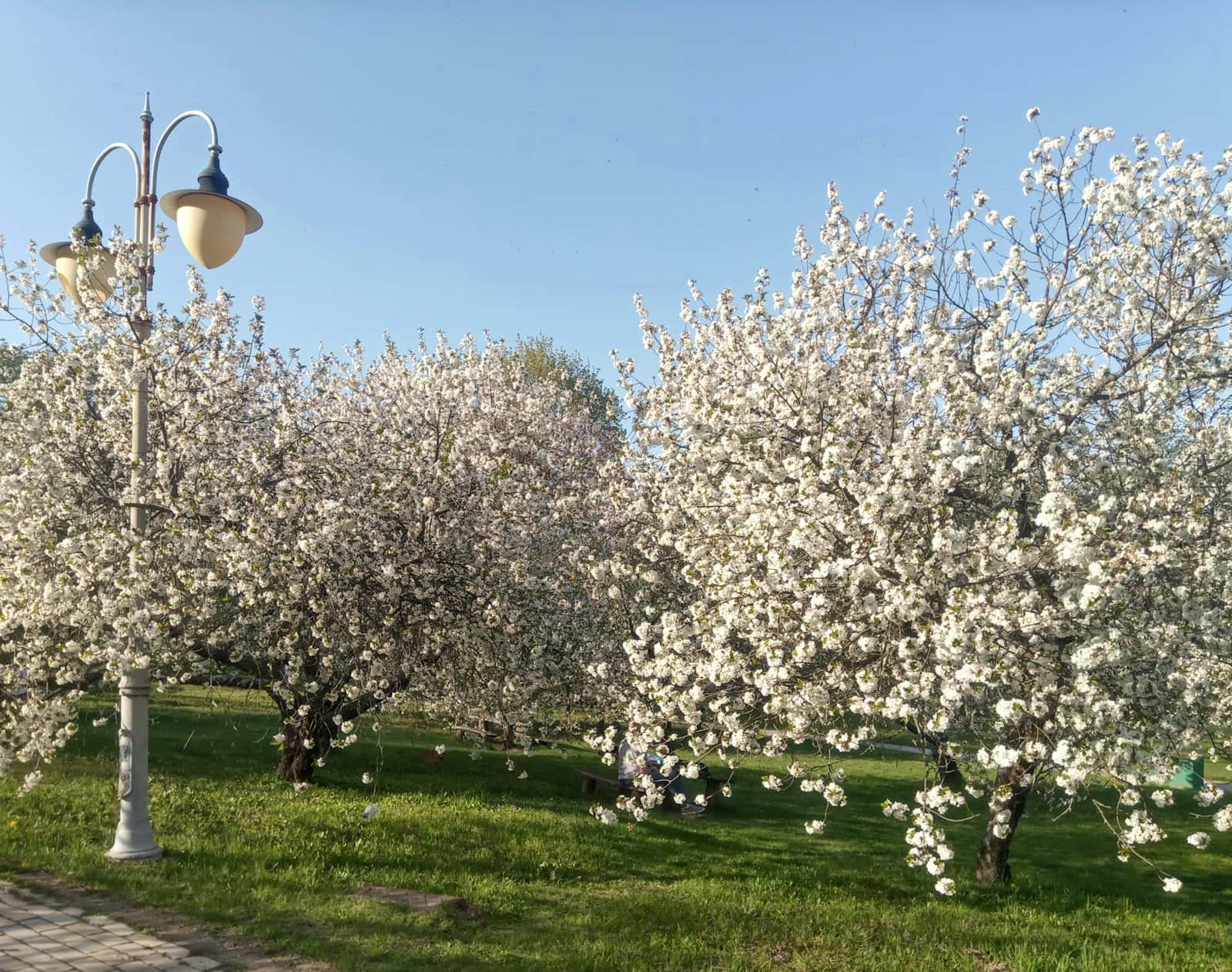 La lavanda sul crinale