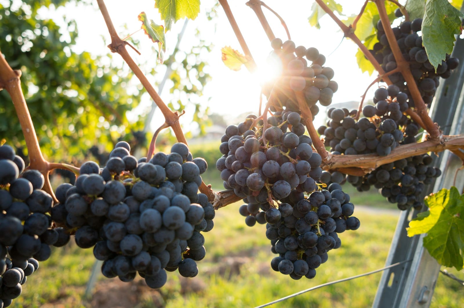 Uva e frutti dell'orto raccolti in una cesta