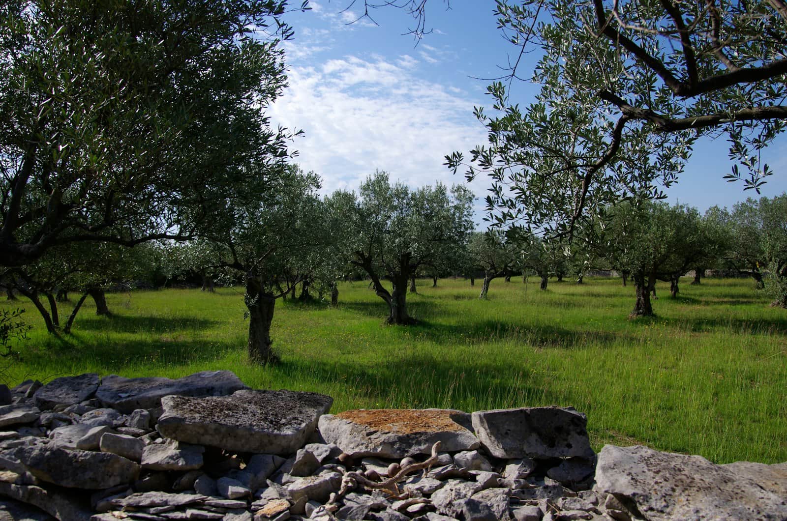 Un filare di vigne sulla collina, a ottobre