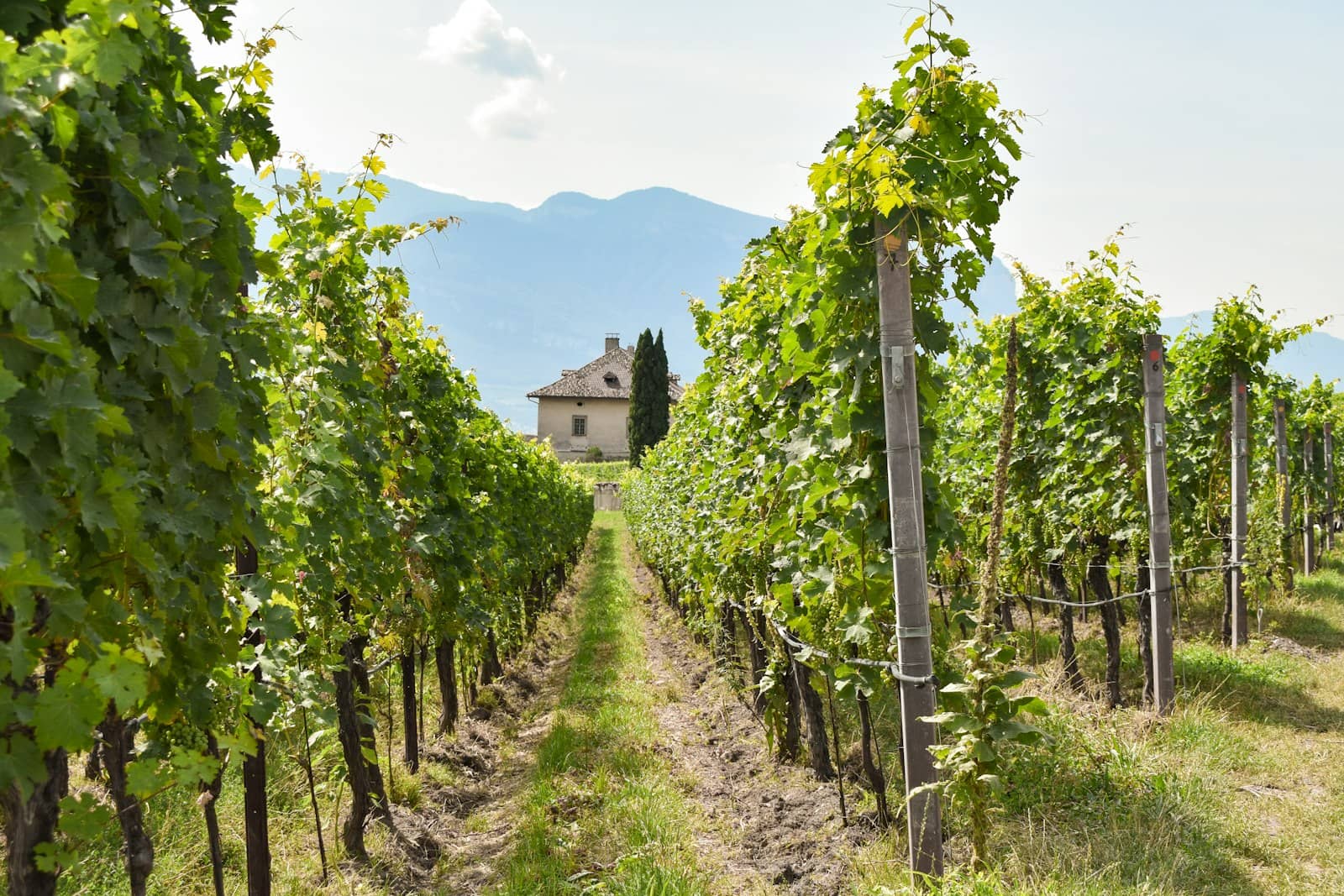 Le botti in una cantina di famiglia